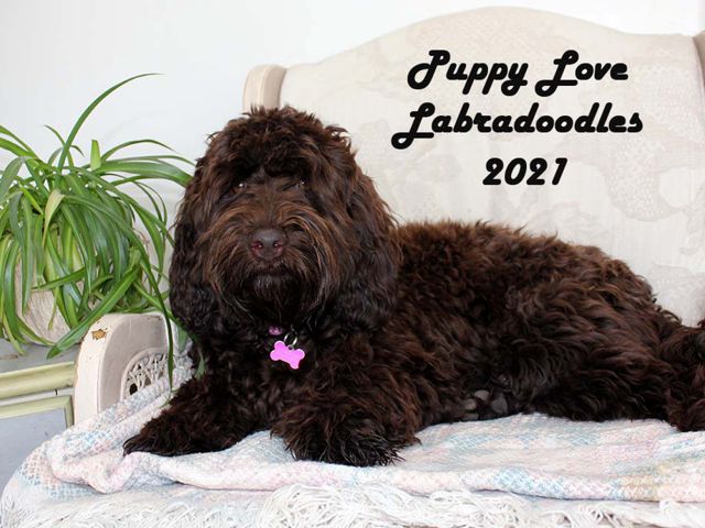 Biscuit - Labradoodle Girl - Puppy Love Labradoodles