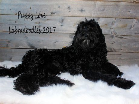 Jetta - Labradoodle Girl - Puppy Love Labradoodles