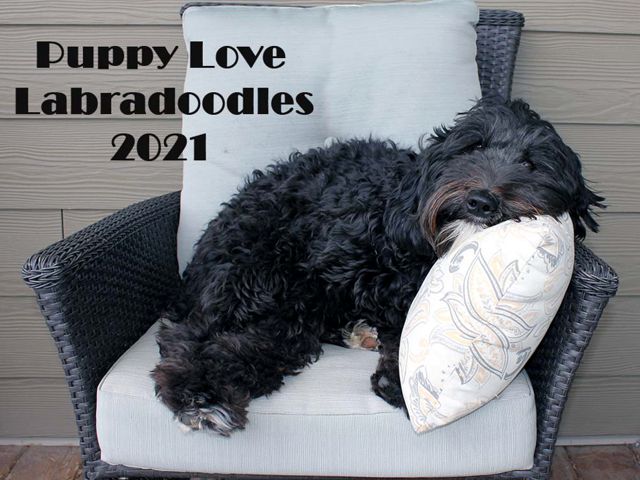 JuneBug - Labradoodle Girl - Puppy Love Labradoodles
