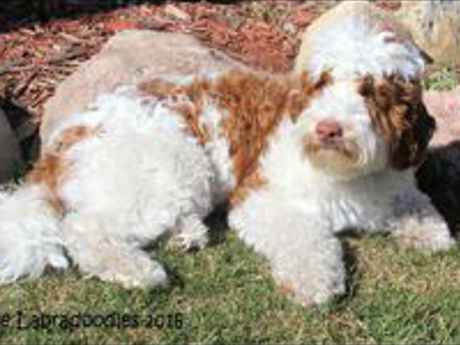 Paisley - Labradoodle Girl - Puppy Love Labradoodles