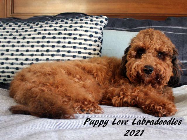 Star - Labradoodle Girl - Puppy Love Labradoodles