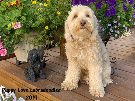 Mr Darcy - Labradoodle Stud - Puppy Love Labradoodles