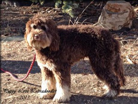 Rolo - Labradoodle Stud - Puppy Love Labradoodles