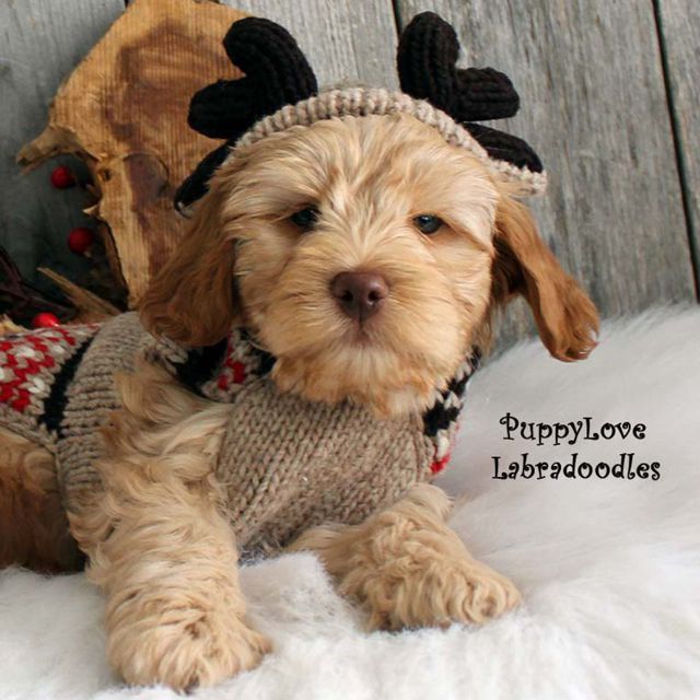 Featured Labraddodle Puppy Alberta