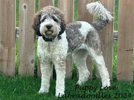 Goose - Upcoming Labradoodle Litter