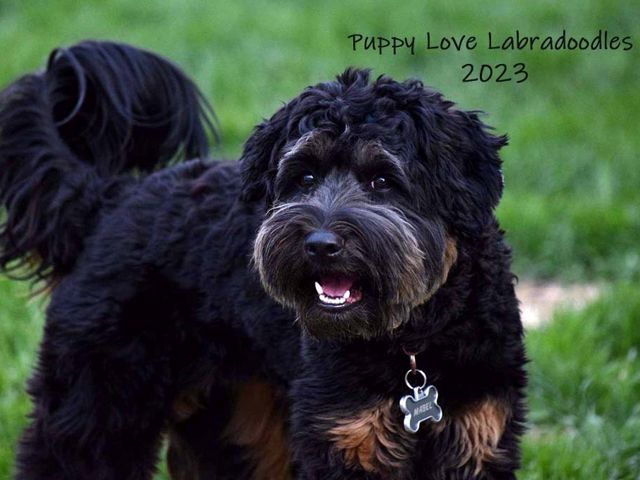 MayBell - Upcoming Labradoodle Litter