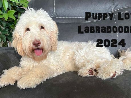 Sugar - Upcoming Labradoodle Litter