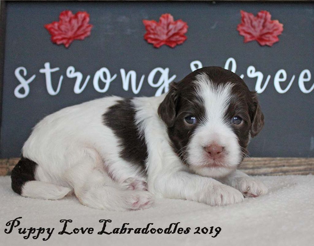 Storm & Tickle | Alberta Labradoodle Puppies For Sale | Puppy Love ...